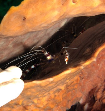Dick getting manicure from Banded Cleaner Shrimp